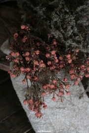 Gypsophilia bundle brown