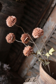 Dahlia brown