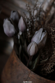 Bos waxtulpen grijs