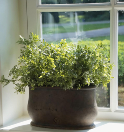 Brynxz buxus