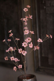BRYXNZ zijdebloem cornus grande pink deluxe