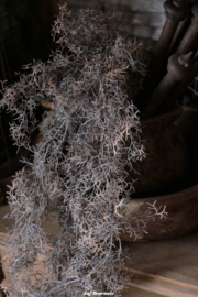 Toef tillandsia grijs/bruin