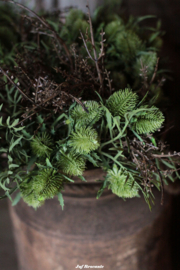 Bosje groene distel