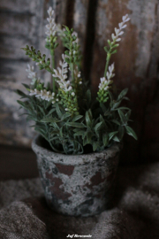 Stenen potje met witte lavendel