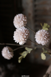 Dahlia white