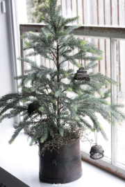Blauwspar in pot 90 cm (real touch)