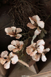 Papaver cappuccino