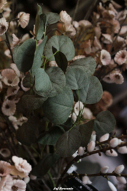 Lange tak eucalyptus (kunst) met vol blad