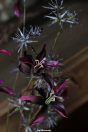 Blauwe distel