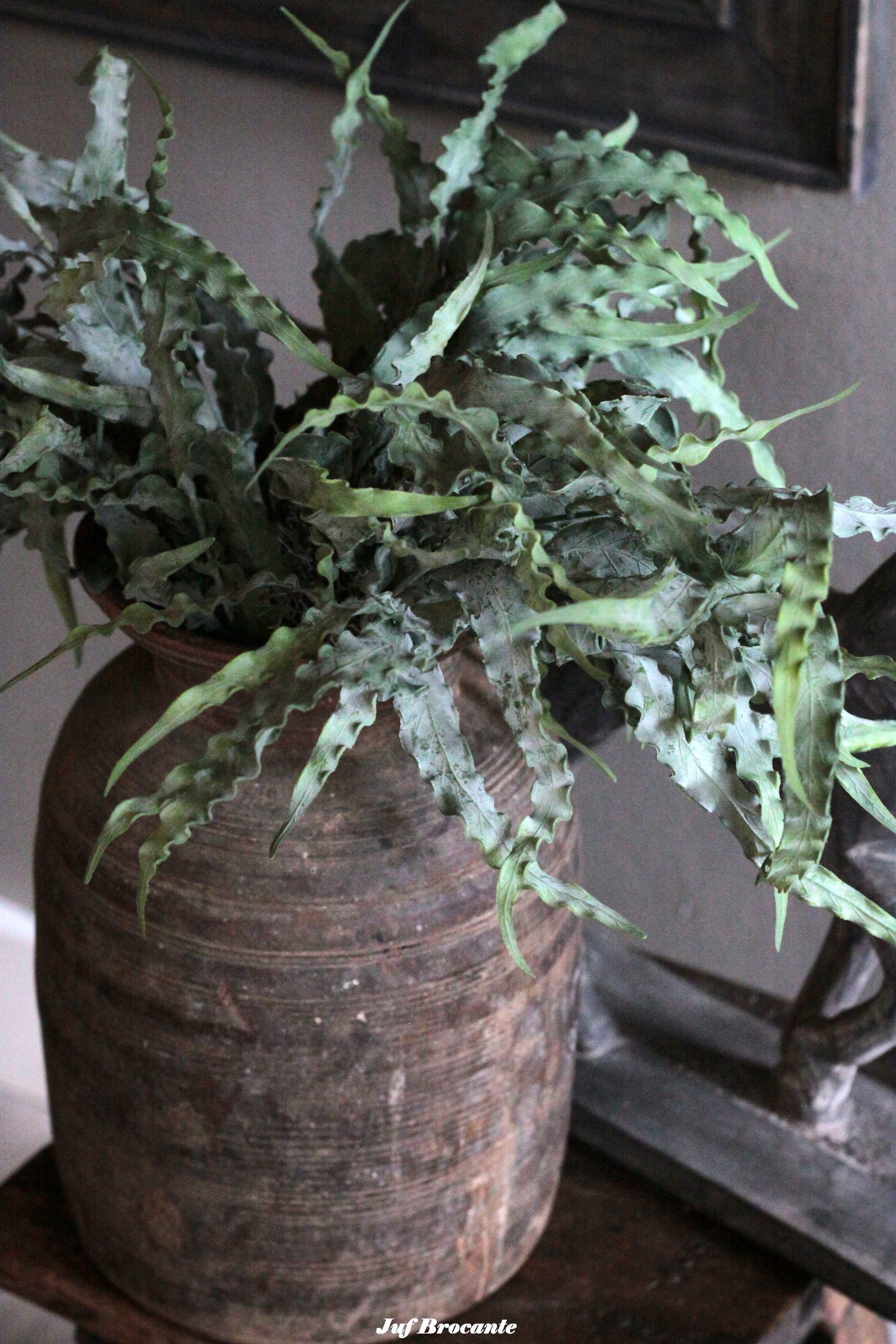 Brynxz eucalyptus bush carved