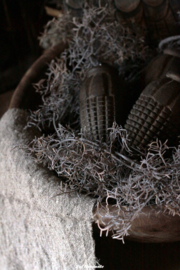 Toef tillandsia grijs/bruin
