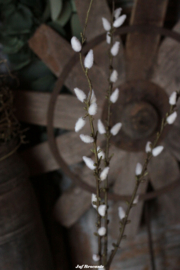 Salix (katjes)
