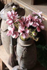 Brynxz cosmos antique pink bundle