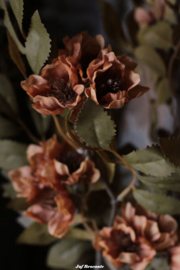 Paeonia coffee