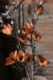 Magnolia orange