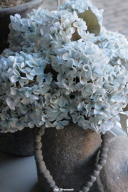 Bos hortensia's blue