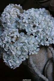 Bos hortensia's blue