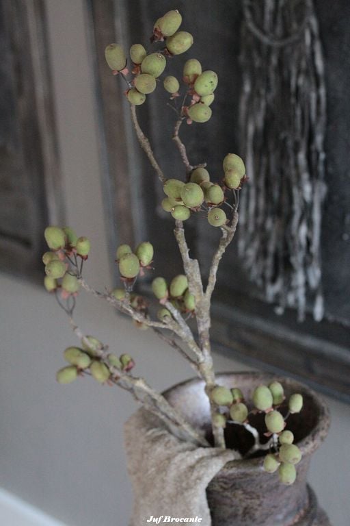 Brynxz Alnus grande green dadeltak