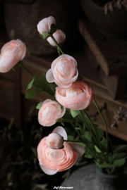 Brynxz Multi Peony Grande Champagne / pioenroos champagne