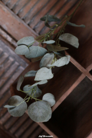 Lange tak eucalyptus (kunst) met vol blad