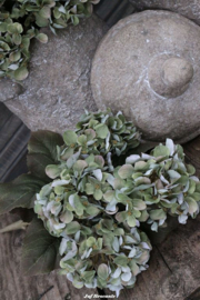 Bos hortensia's green