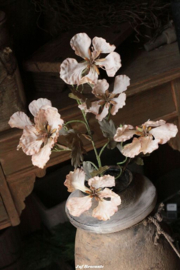 Papaver cappuccino