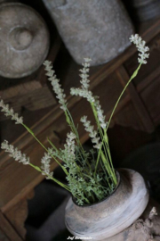 Bos wild flower