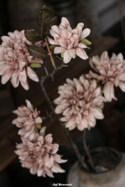 Zijdebloem dahlia cappuccino