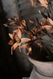 Magnolia stel. orange