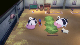 Switch Story of Seasons Grand Bazaar Limited Edition [Pre-Order]