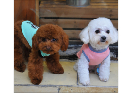 Honden T-Shirt Big Eys Groen Large -Ruglengte 35-37 - In voorraad