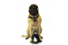 Oorbescherming Set Hond Zwart Small & Large