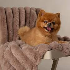 Scruffs -Dog Blanket Aspen Taupe- One Size- 110x75 cm