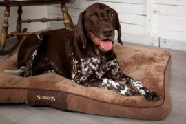 Hondenmatras Scruffs Chester Chester  Bruin