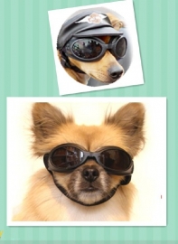 Leuke Gekleurde Hondenbrillen maat L