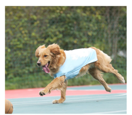 Hondenkleding voor grote honden