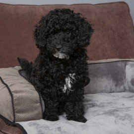 Hondenmand Scruffs  Chester Sofa Bed Chocolade Bruin 70x65 cm - Gratis verzending/ IN VOORRAAD