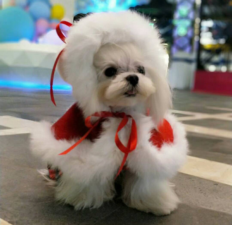 scheidsrechter kiezen Zeeziekte Kerstkleding Hond - Pebbledogshop