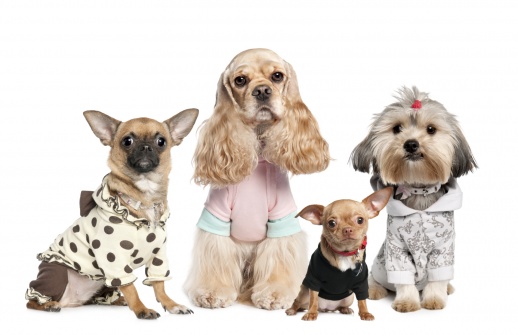 Vleien Eerste ketting Honden truien - Pebbledogshop