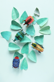 Fungus Beetle