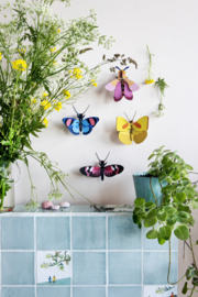 Peacock Butterfly
