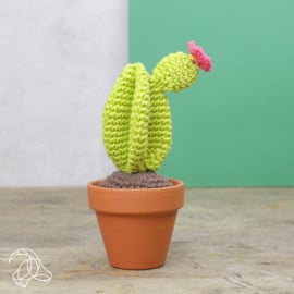 Haakpakket Cactussen
