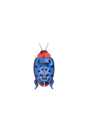 Fungus Beetle