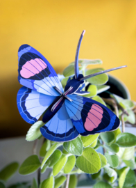 Peacock Butterfly