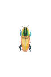 Madagascar Beetle