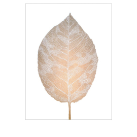 Monika Petersen Birch leaf Gold/ White