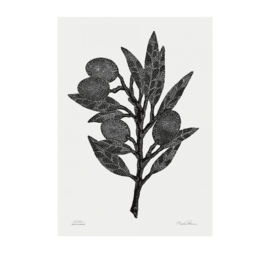 Monika Petersen Olive Branch Poster Black