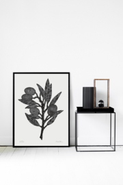 Monika Petersen Olive Branch Poster Black