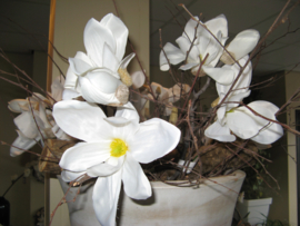 Bloesemtak Magnolia 30 cm € 5,-