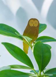 Plant Animal Owl uil